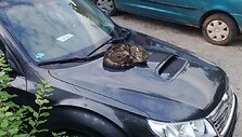 Katė ant automobilio