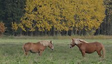 59e45f648ecd6video_59e45f4fd4235