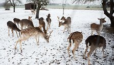 &bdquo;Sherolle&ldquo; vila La&scaron;inių kaime Kai&scaron;iadorių rajone