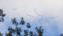 Į Žuvinto biosferos rezervatą ateina ruduo. Pauk&scaron;čiai