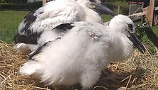 Paplauskų sodyboje gyvenantys gandrai