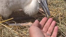 Paplauskų sodyboje gyvenantys gandrai