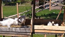 Paplauskų sodyboje gyvenantys gandrai