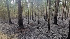 Gaisras Prienų mi&scaron;ke