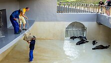Į Baltiją paleisti Jūrų muziejuje i&scaron;slaugyti ruoniukai