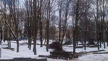 Kertami medžiai Reformatų skvere