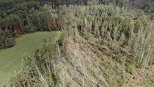 Audros i&scaron;vartyti medžiai mi&scaron;kuose