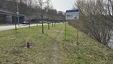 &bdquo;Nukirstas&ldquo; medis &scaron;alia Neries Vilniuje