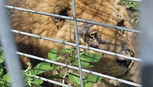 Klaipėdos zoologijos sodą tikrino aplinkosaugininkai