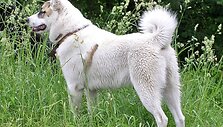 Vakarų Sibiro laika