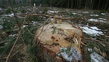 Girulių mi&scaron;kas