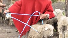 Vienas populiariausių gyvūnų turguje - avis