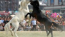 Eržilu kovos Filipinuose ir kitose Azijos &scaron;alyse labai populiarios