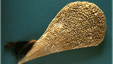 Pinna Nobilis