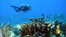 Tailandiečiai kurs koralinį rifą