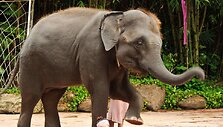 Dramblys atliks tailandieti&scaron;ką masažą