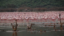 Flamingais ir geizeriais garsėjantis Bogorijos ežeras