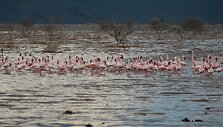 Flamingais ir geizeriais garsėjantis Bogorijos ežeras