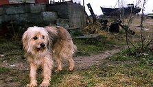 По словам спасателей, собака охраняла девочку всю ночь. Иллюстративное фото.