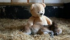 Плюшевый медведь заменил осиротевшему жеребенку маму
