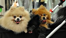 Иллюстративное фото 