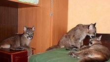 Pumos Rasos Vėliūtės bute Klaipėdoje