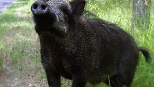 Vietoj &scaron;erno kaunietis medžioklėje netoli Betygalos pataikė į savo raseini&scaron;kį svainį