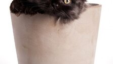 Котенок