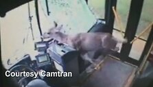 Олень пробил лобовое стекло едущего автобуса и вышел через дверь
