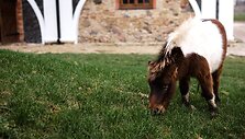 Pakruojo dvaro gyvasis muziejus: nuo ožkos melžimo iki Blindos plakimo