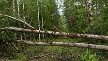 I&scaron;skirtiniame Grabijolų kaime ledai kaip kum&scaron;tis daužė langus ir stogus
