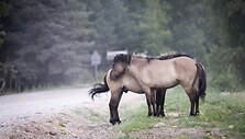 Latvijos pajūrys
