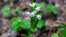 Kardalapis garbenis (Cephalanthera longifolia)