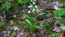 Kardalapis garbenis (Cephalanthera longifolia)