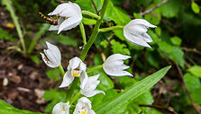 Kardalapis garbenis (Cephalanthera longifolia)