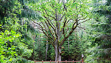 Grybi&scaron;kių ąžuolas