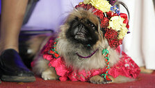 Konkurso &bdquo;Dog-o-weenas&ldquo; akimirka
