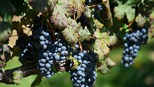Prisirpusios "Cabernet Sauvignon" rū&scaron;ies vynuogės