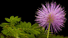 Mimoza