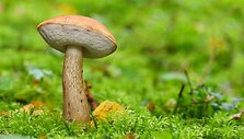 Aitrusis pu&scaron;ynbaravykis 