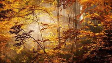 Rudens peizažas