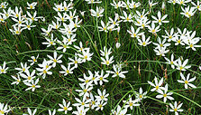 Nandzingas