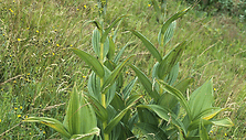 Lobelio čemerys