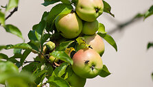 obelis