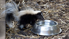 Skunkas