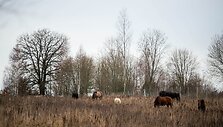 &bdquo;Arklių slėnyje&ldquo;