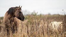 &bdquo;Arklių slėnyje&ldquo;