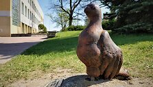 Balandžiai Ukmergėj