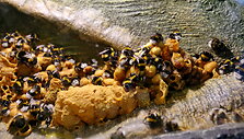 Latgalos zoosodas