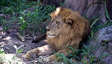 GIR safaris Indijoje Gujarat regione